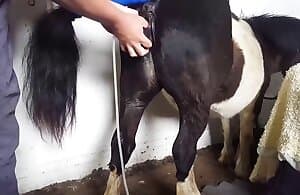 Thằng dùng đồ chơi để fucks con ngựa sừng này